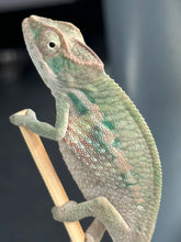 Load image into Gallery viewer, AMBILOBE Panther Chameleon male:(E31)