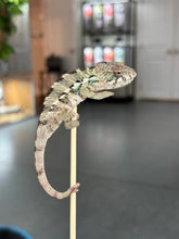 Load image into Gallery viewer, AMBILOBE Panther Chameleon: Sam x Georgia (P10)