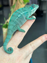 Load image into Gallery viewer, AMBANJA Panther Chameleon: Blue Inferno x Tango (E12)