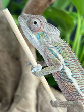 Load image into Gallery viewer, Ambilobe male: Flash x Rocky (J6)