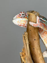 Load image into Gallery viewer, AMBILOBE Panther Chameleon: (J2)