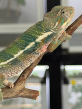 Load image into Gallery viewer, AMBILOBE Panther Chameleon: (E4)