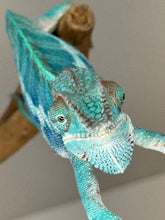 Load image into Gallery viewer, AMBANJA Panther Chameleon: (E21)