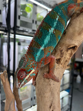 Load image into Gallery viewer, Ambilobe male: JIMMY WALKER