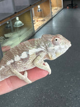Load image into Gallery viewer, SAMBAVA Panther Chameleon: Marley x Mabel (R11)