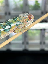 Load image into Gallery viewer, AMBILOBE male: Sam x Amie (Q1)