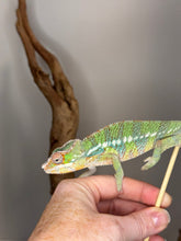 Load image into Gallery viewer, AMBILOBE Panther Chameleon male:(J2)