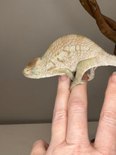 Load image into Gallery viewer, AMBANJA FEMALE Panther Chameleon: đș (R5)