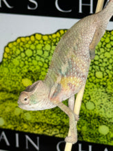 Load image into Gallery viewer, AMBILOBE male: Starburst x Voodoo (E14)