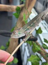 Load image into Gallery viewer, AMBILOBE Panther Chameleon: Magnus x Emma (Q4)