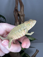 Load image into Gallery viewer, AMBANJA FEMALE Panther Chameleon: Neon Nights x Tango (S19)