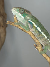 Load image into Gallery viewer, Ambilobe Panther Chameleon (E7) – Vibrant Male from Premium Bloodline
