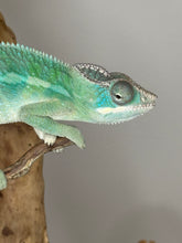 Load image into Gallery viewer, AMBILOBE Panther Chameleon: (E28)
