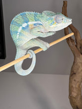 Load image into Gallery viewer, AMBANJA Panther Chameleon: (E9)