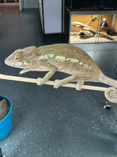 Load image into Gallery viewer, Ambilobe FEMALE: đș Flash x Georgia (S3)