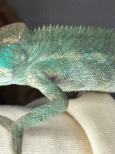 Load image into Gallery viewer, AMBANJA X ANKIFY Panther Chameleon:(J10)