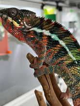 Load image into Gallery viewer, AMBILOBE male: WC Hawkeye x Nugget (C2)