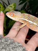 Load image into Gallery viewer, Ambilobe Male (R10)