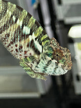 Load image into Gallery viewer, ANKILOBE Panther Chameleon: Ankify x Ambilobe (Q4)