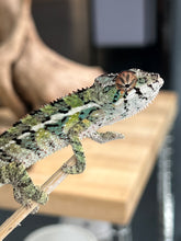 Load image into Gallery viewer, Ambilobe male: Sam x Georgia (R3)