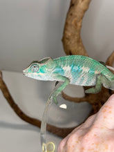 Load image into Gallery viewer, AMBILOBE Male Panther Chameleon: (E36)
