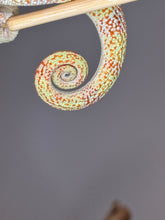Load image into Gallery viewer, AMBILOBE Panther Chameleon male:(J2)