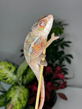 Load image into Gallery viewer, Ambilobe Male (R10)