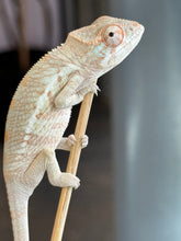 Load image into Gallery viewer, AMBANJA FEMALE Panther Chameleon: Dubois x Ellie (S2)
