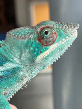 Load image into Gallery viewer, AMBANJA Panther Chameleon: (E21)