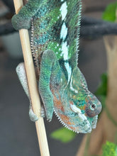Load image into Gallery viewer, AMBILOBE Panther Chameleon: Frank x Sandy (J9)