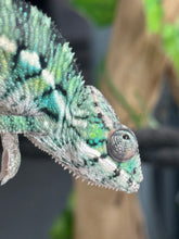 Load image into Gallery viewer, AMBILOBE Panther Chameleon: Magnus x Emma (Q3)