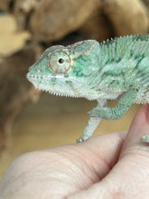 Load image into Gallery viewer, ANKILOBE Panther Chameleon: Ankify x Ambilobe (R10)