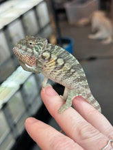 Load image into Gallery viewer, AMBILOBE male: Starburst x Margaret (R2)