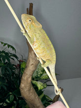 Load image into Gallery viewer, AMBANJA FEMALE Panther Chameleon: Neon Nights x Tango (S19)