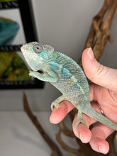 Load image into Gallery viewer, AMBILOBE Male Panther Chameleon: (E32)
