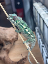 Load image into Gallery viewer, AMBILOBE male: Flash x Rocky (R8)