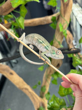 Load image into Gallery viewer, AMBILOBE Panther Chameleon: Magnus x Emma (Q4)
