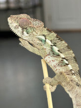 Load image into Gallery viewer, AMBILOBE Panther Chameleon: Sam x Georgia (P10)