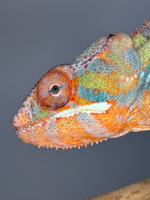 Load image into Gallery viewer, AMBILOBE Panther Chameleon: (J5)