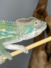 Load image into Gallery viewer, AMBILOBE Panther Chameleon male: (E25)
