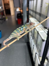 Load image into Gallery viewer, AMBILOBE male: Sam x Amie (Q1)