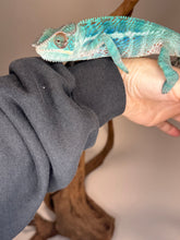 Load image into Gallery viewer, AMBANJA Panther Chameleon: (E21)