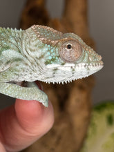Load image into Gallery viewer, AMBILOBE FEMALE Panther Chameleon: Rogue x Phoenix (S11)