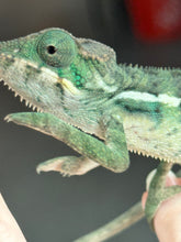 Load image into Gallery viewer, AMBILOBE male: Sunny Delight x Skittles(R5)