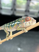 Load image into Gallery viewer, AMBILOBE male: Sam x Amie (Q1)