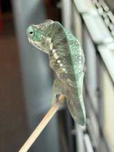 Load image into Gallery viewer, AMBANJA x WC male (I2)