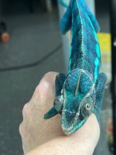 Load image into Gallery viewer, Ambanja male: GOODWIN