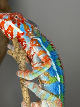 Load image into Gallery viewer, AMBILOBE Panther Chameleon: (J1)