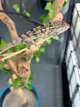 Load image into Gallery viewer, AMBILOBE Panther Chameleon: Magnus x Skittles (E15)