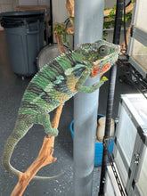 Load image into Gallery viewer, AMBILOBE Panther Chameleon: (E11)